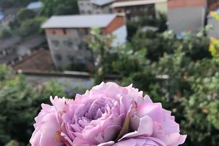 月季春天发芽后管理