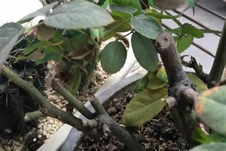 月季春天发芽后管理