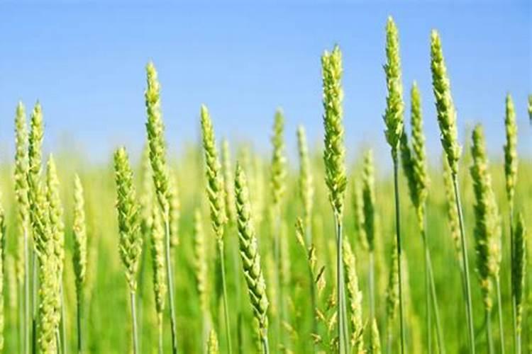 人的粪便可以做肥料吗