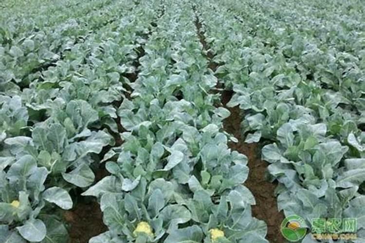 花菜施肥用什么肥料好？高产有技巧