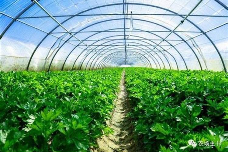 巧施蔬菜叶面肥的方法有那些？