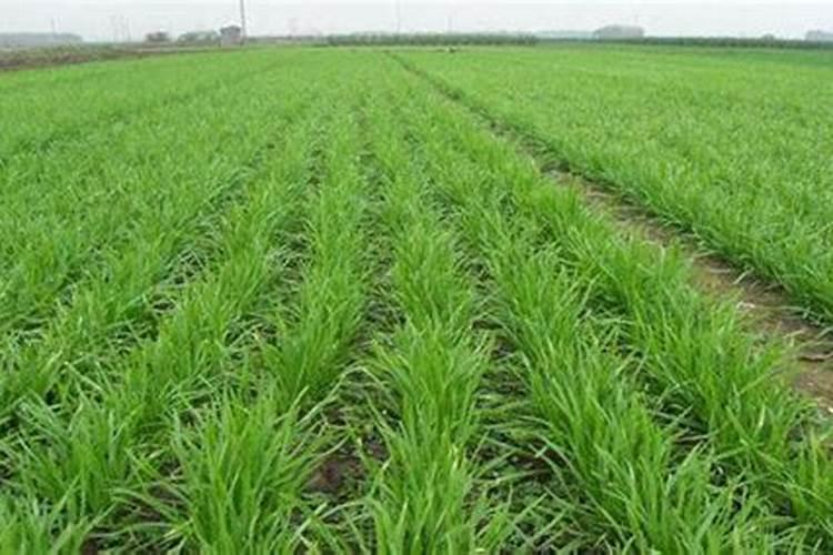 韭菜高产施肥技术及叶面肥使用建议