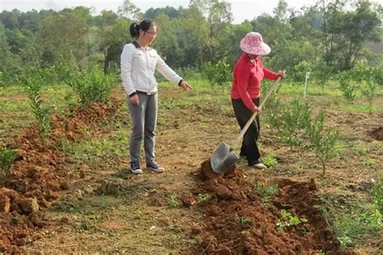 十月柑橘还能施氮肥吗