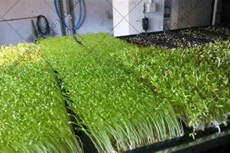 我的家乡称为草莓基地,但是每年的土地都在流失,我想知道怎么才能不用土...