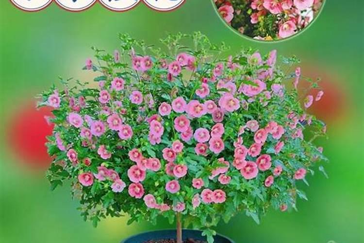 木槿开花时能施肥吗