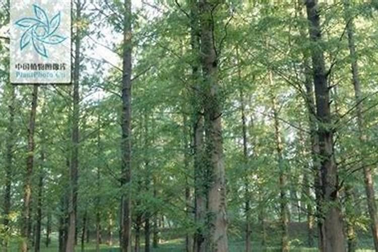 东北红豆杉怎么养