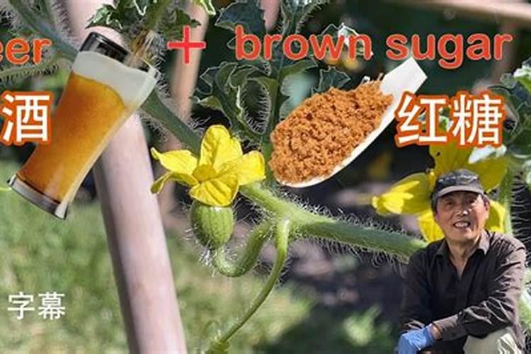 黄桃酒可以做叶面肥施用吗？