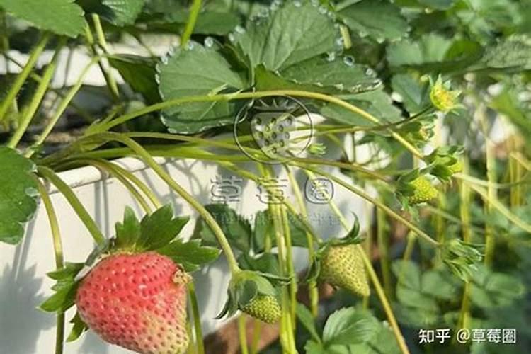 番茄坐果后怎样施肥？西红柿叶面肥喷施注意什么？