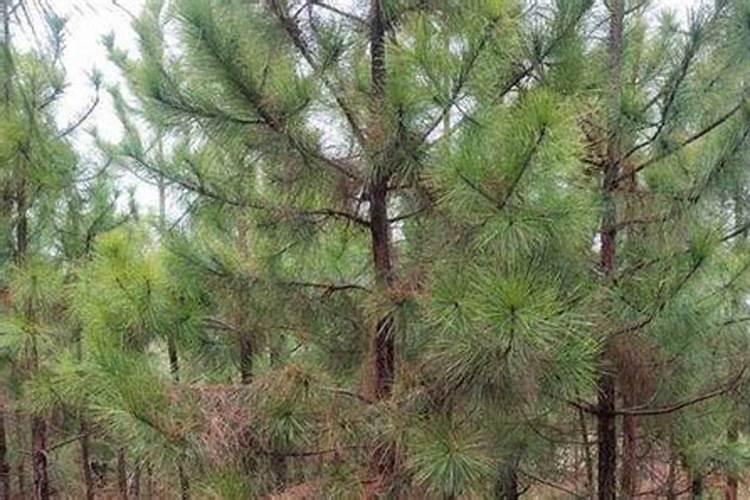 湿地松管理要点