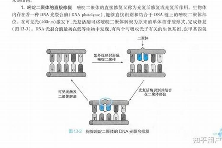 鱼蛋白自制配方比例