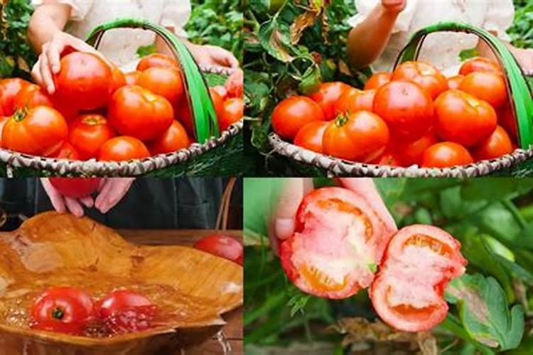 番茄载上十天灌根能用高磷肥灌溉吗？