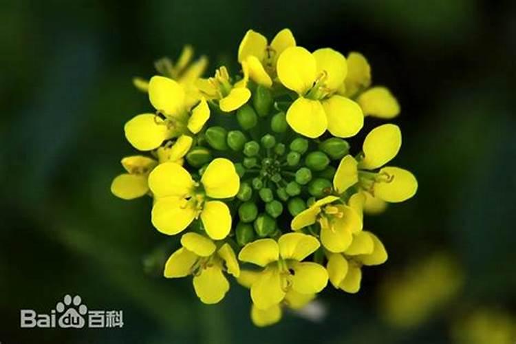 丙酰芸苔素内酯和芸苔素区别