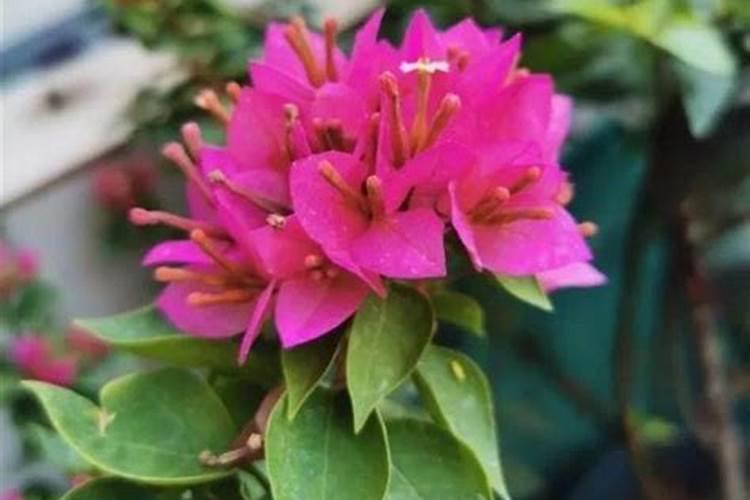 蟹爪兰开花应该用什么肥料 磷钾肥能促进花芽分化