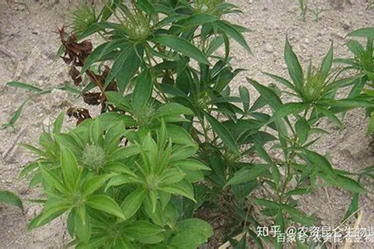 种白术用什么肥料最好