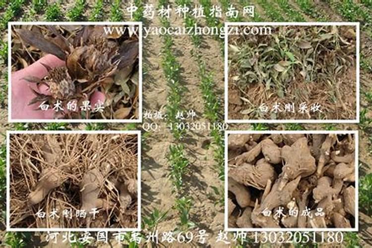 白术后期什么时候追肥