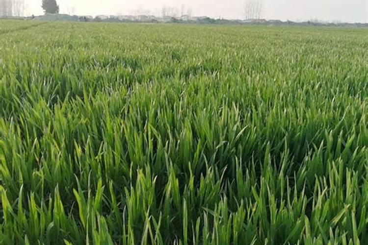 小麦施肥最佳时间