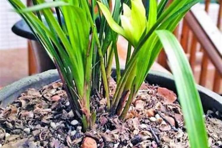 兰草的养殖方法