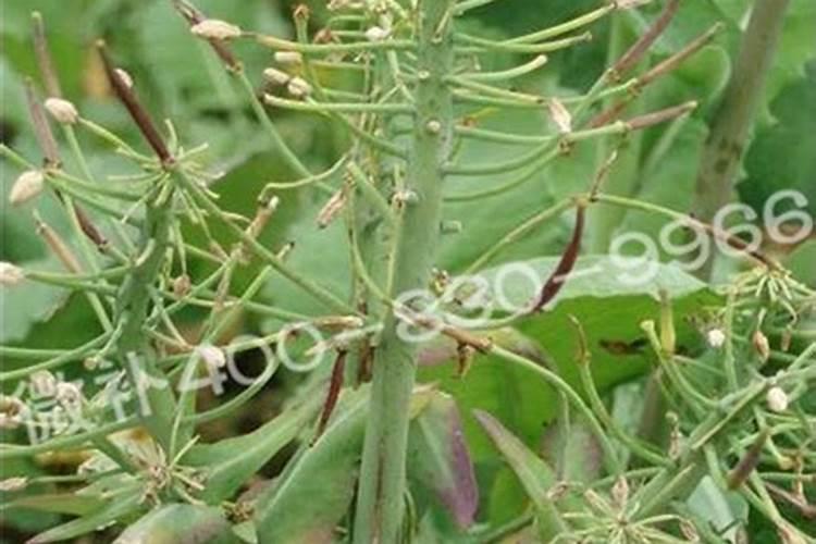 硼肥的最佳使用时期