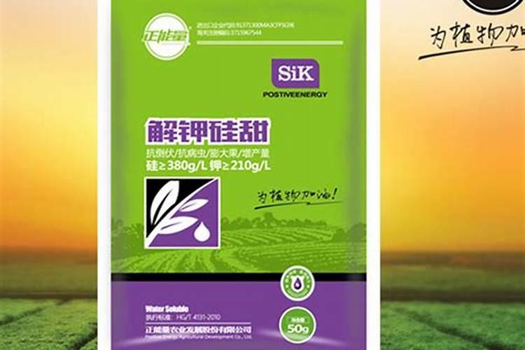 五花肉炒冬天的哪种扁豆能吃吗