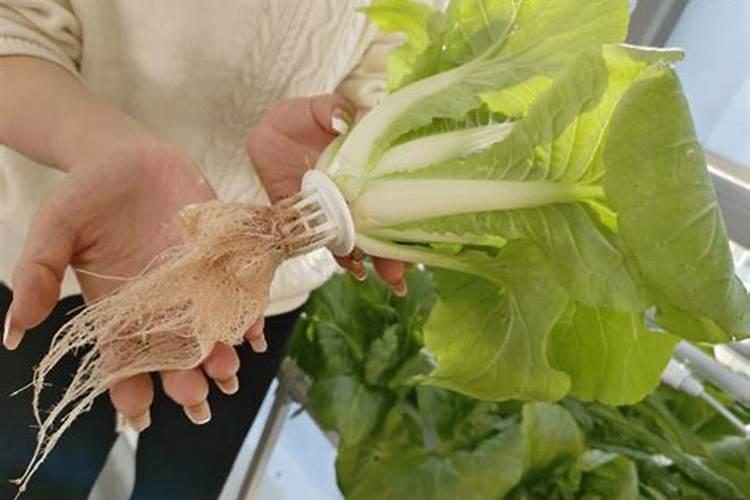 水培生菜一个星期、生新根但长不好、黄叶求主要欠缺什么肥