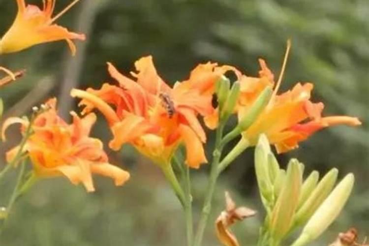 种植土壤怎么补钙