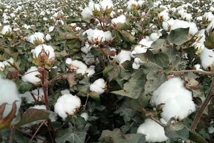 新疆棉花底肥施用用量
