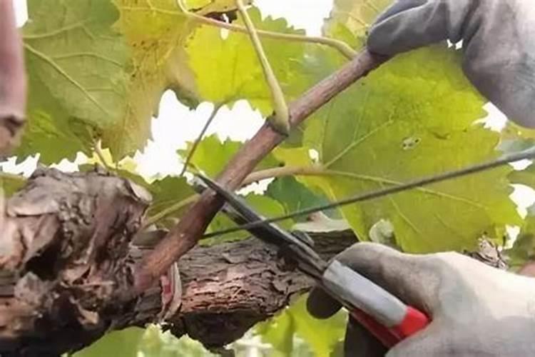 好的水溶肥如何选择