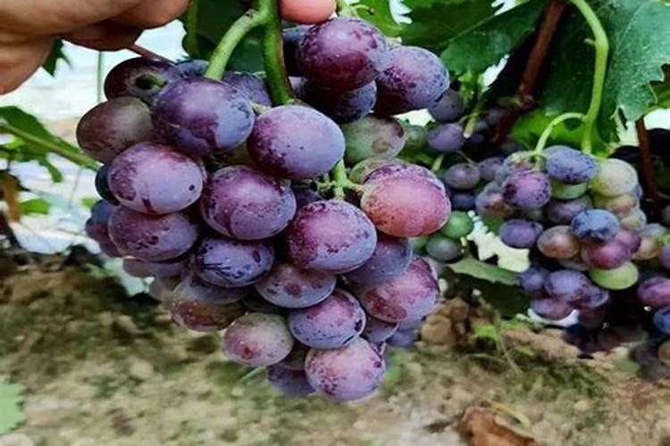 葡萄地硫酸钾怎么施什么时间