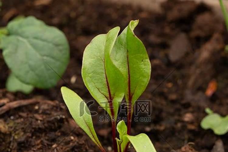 甜菜地中后期了打什么叶面肥