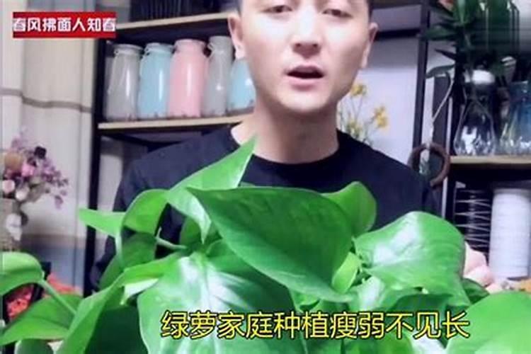 复合肥可以浇绿萝吗
