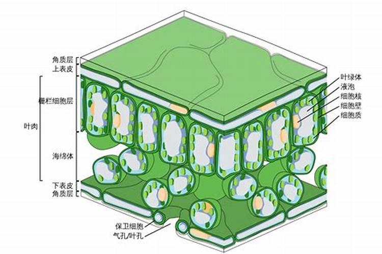 大葱定植后如何进行肥水管理？