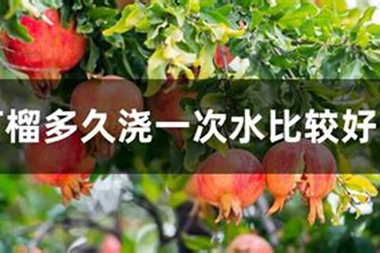 石榴苗多少钱一颗,大概2～35元一颗价格不等