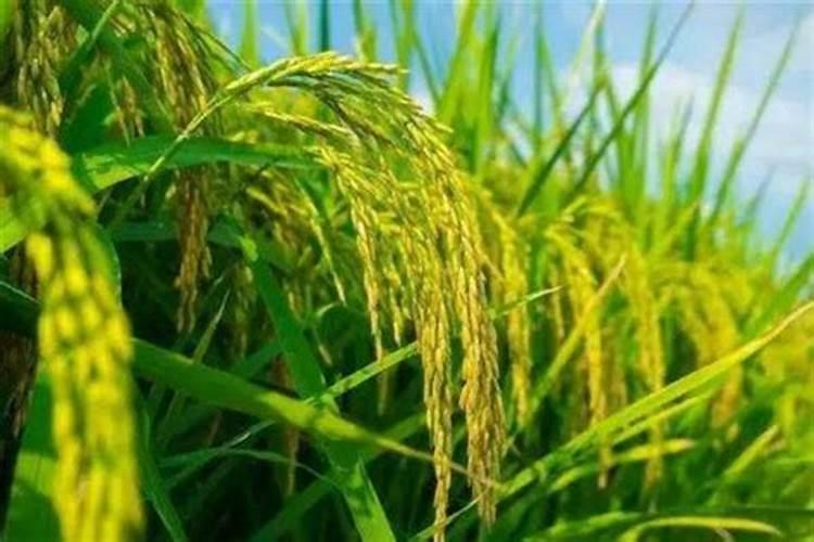 水稻孕穗期施肥后叶子发白是叶尖发白是肥害吗