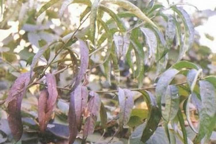 桃树缺锌症有什么症状特征？