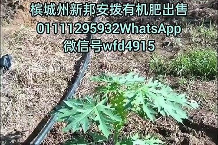 木瓜树苗怎样施肥