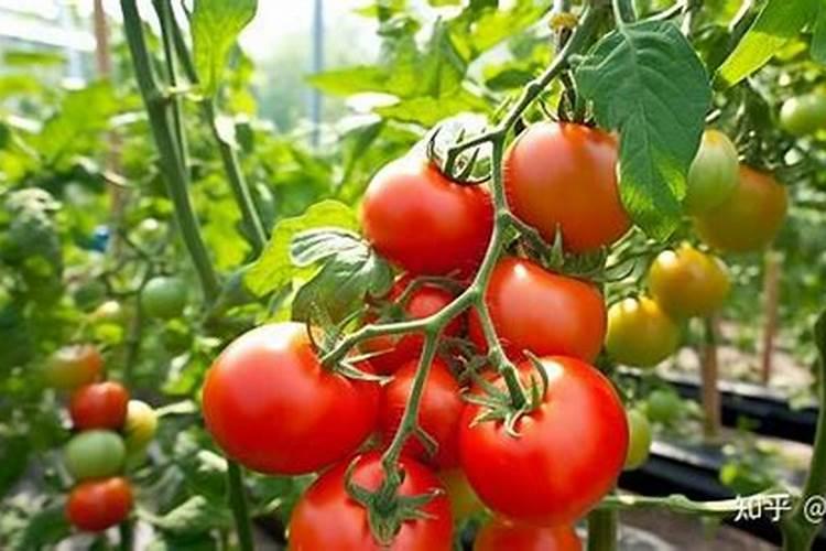 番茄施用叶面肥的注意事项和叶面肥的选择
