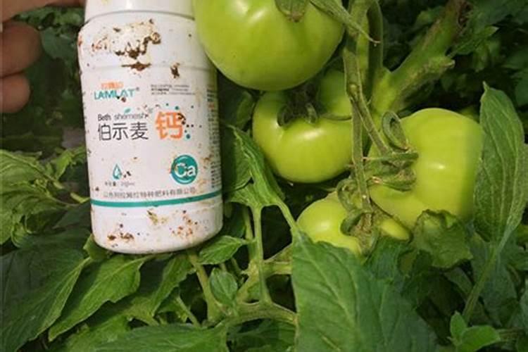 番茄挂果后怎么施肥 还可以为其喷施1