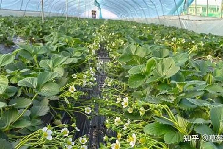 草莓种植的管理要点和施肥要点有什么？