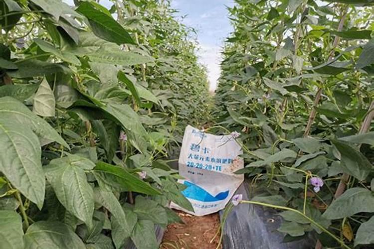 自制大量元素水溶肥的方法,在果树上如何使用