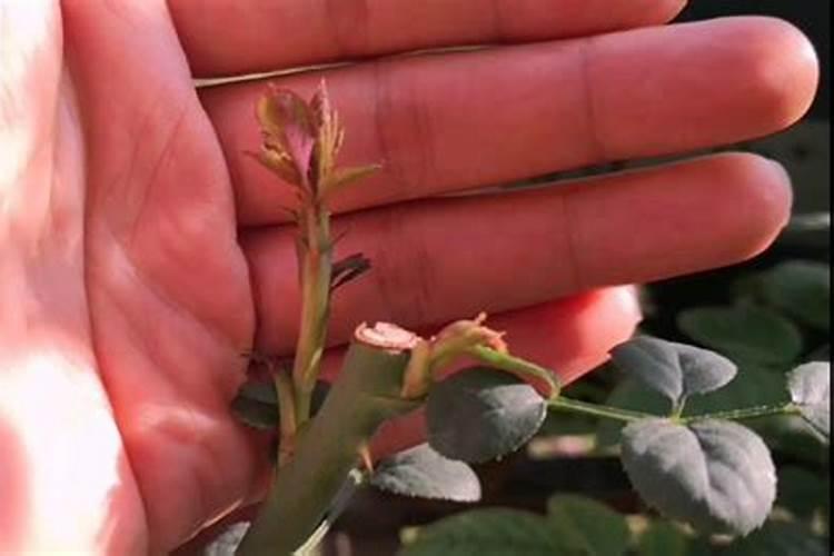 月季一年四季怎么施肥