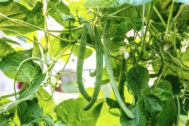 绿豆种植是不能用化肥做肥料,绿豆种植该怎样使用化肥？