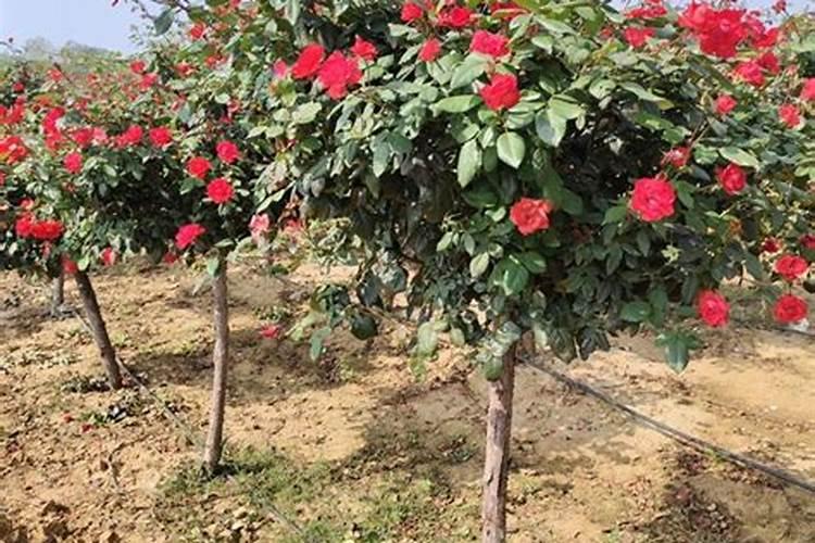 高杆月季如何修剪与施肥