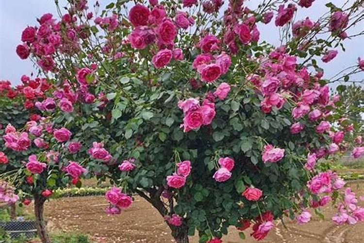 高杆月季怎么养