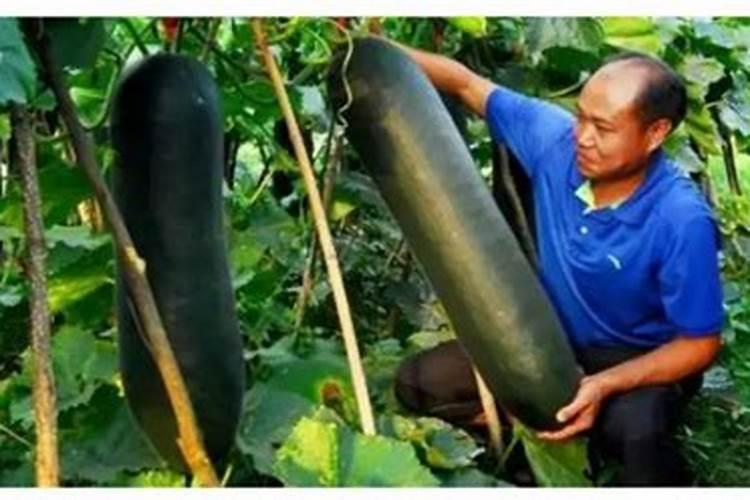 冬瓜浇什么肥料长得快