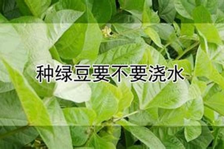 绿豆该如何种植