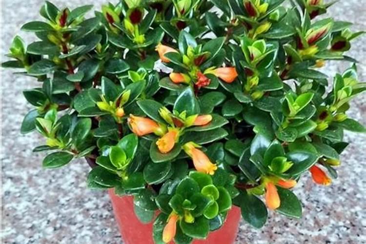 吊兰需要施什么肥,吊兰用什么肥才好