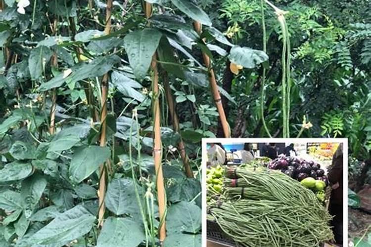 豆角冲高钾型大量元素水溶肥可以吗？