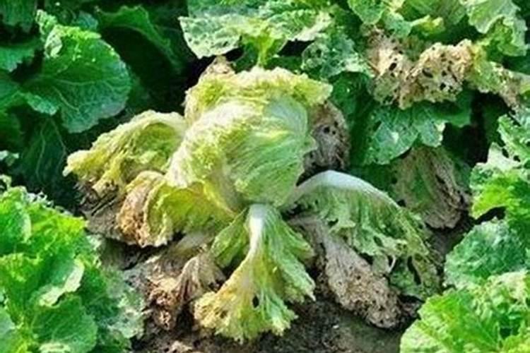 白菜最忌三种肥