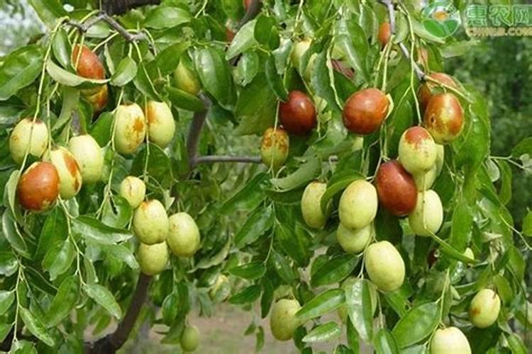 芸苔素481在冬枣树上怎么用？ 什么时间可以用？