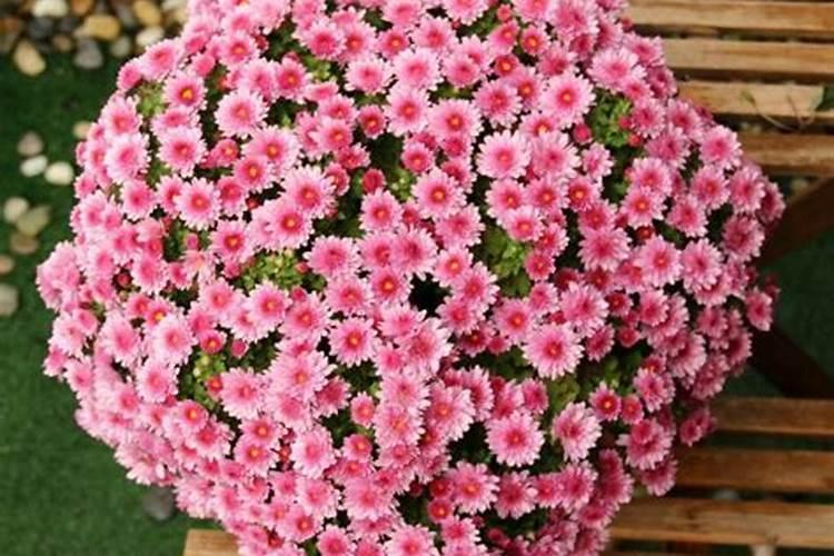 兰花什么时候施氮磷钾？